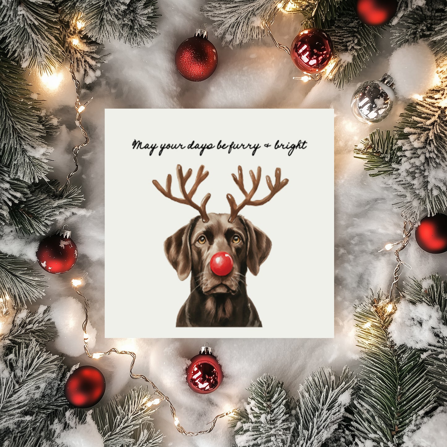 Furry & Bright Dog Christmas Cards: Set of 4 Mixed or One Design
