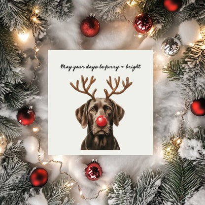Furry & Bright Dog Christmas Cards: Set of 4 Mixed or One Design
